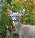 wicca-spirituality mabon buck deer