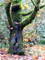 wicca-spirituality mabon tree