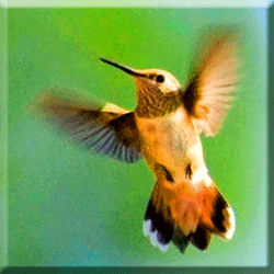 Hummingbird ©  Wicca-Spirituality.com