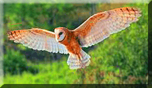 Owl © Wicca-Spirituality.com