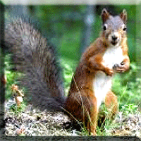 Squirrel ©  Wicca-Spirituality.com