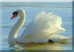 Swan ©  Wicca-Spirituality.com