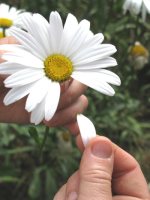 wicca-spirituality Divination with Daisies