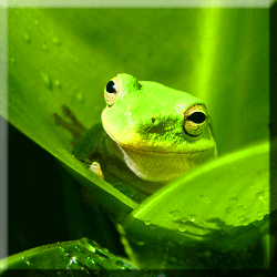 Frog ©  Wicca-Spirituality.com