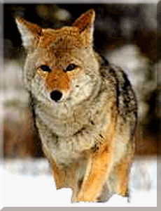 Coyote ©  Wicca-Spirituality.com