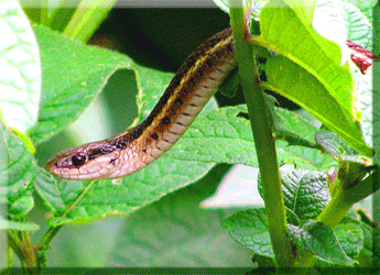 Garter Snake ©  Wicca-Spirituality.com