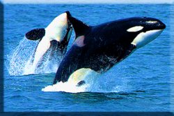 Orca ©  Wicca-Spirituality.com