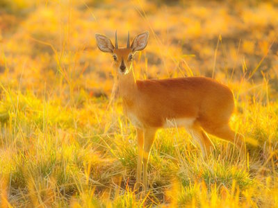  Alarmed Antelope Buck© Wicca-Spirituality.com
