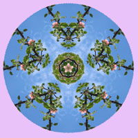 apple-blossom-sky-mandala-4