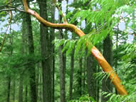 arbutus-rainforest