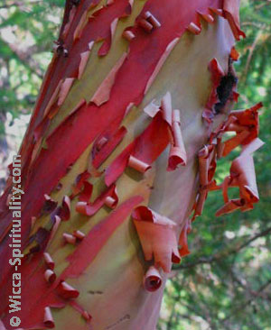  Akhilandeshvari, Arbutus Woman Shedding Her Skin © Wicca-Spirituality.com