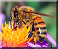  Bee © wicca-spirituality.com