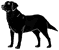 goddess-symbol-black-dog