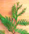 wicca-spirituality-witch-cedar-frond