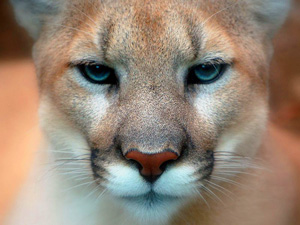 wicca-spirituality Cougar Eyes