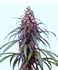 wicca-spirituality-witch-hemp-flower