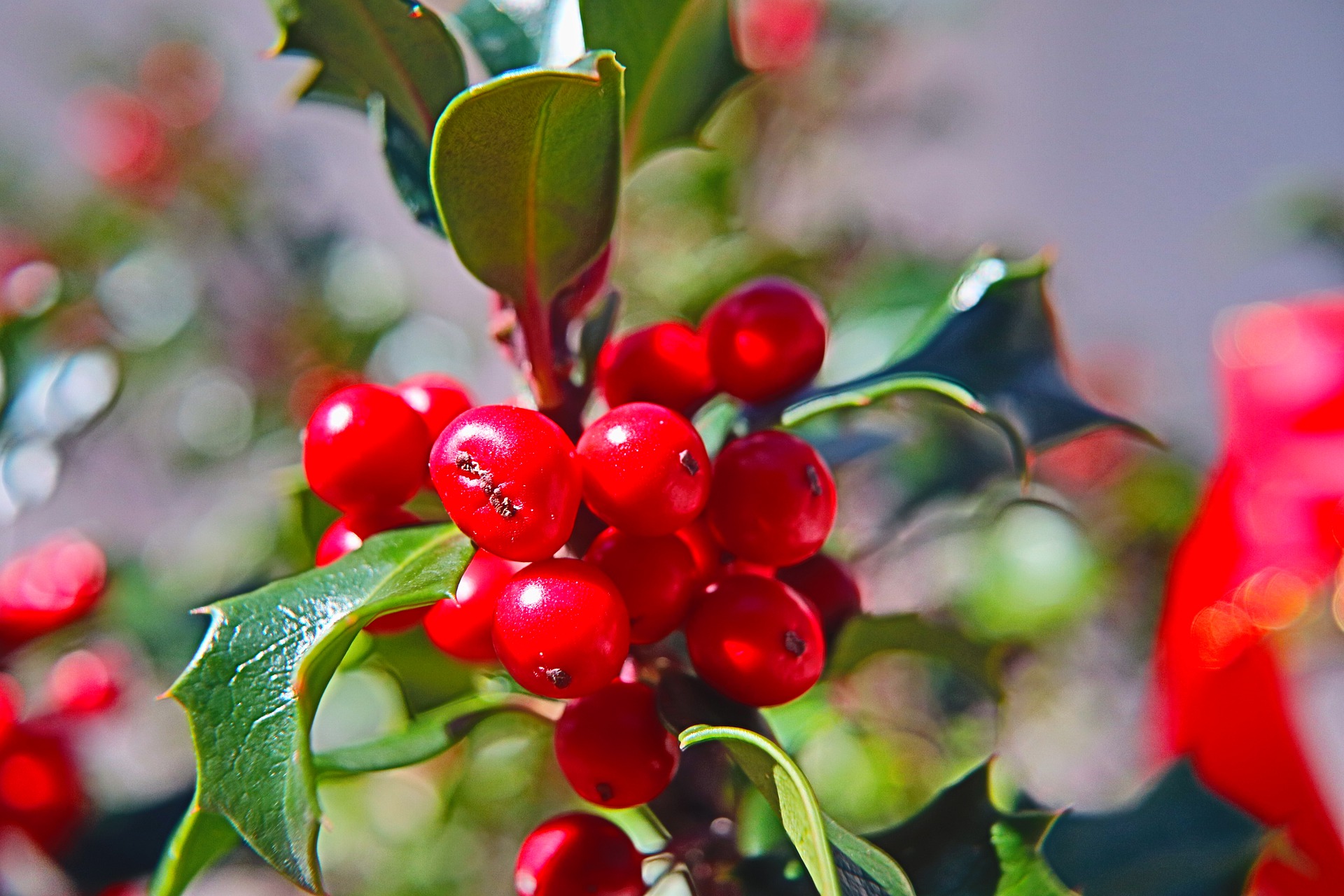 Holly berries for Yule Ritual 2020