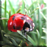 ladybug © wicca-spirituality.com