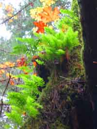 wicca-spirituality autumn-equinox moss and leaves