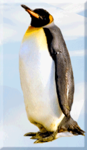 Penguin © wicca-spirituality.com