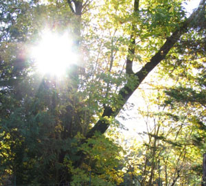 wicca-spirituality Sun Through Leaves