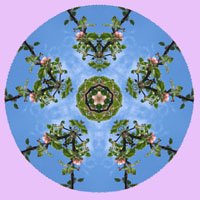 apple-blossom-sky-mandala-4