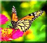 Butterfly ©  Wicca-Spirituality.com