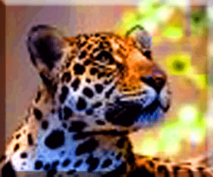 Jaguar ©  Wicca-Spirituality.com