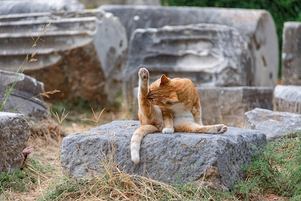 Cat Bathing in Temple Ruins © Wicca-Spirituality.com
