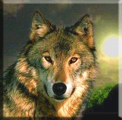 Wolf ©  Wicca-Spirituality.com